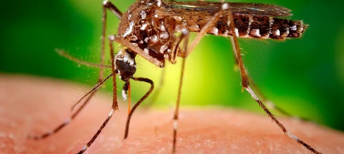 CESUR INFORMA: ENFERMEDAD POR VIRUS ZIKA